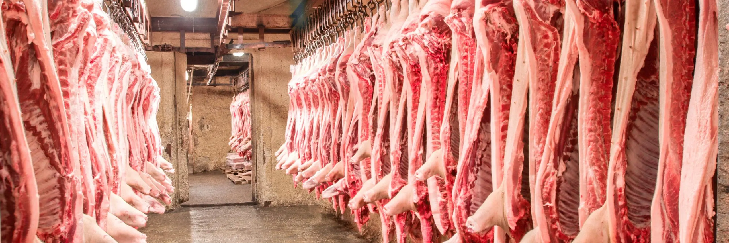 Carnicería de la ganadería intensiva: ¿Qué debes saber? - Que se entiende por ganadería intensiva carniceria de la ganaderia intensiva - Que se entiende por ganadería intensiva