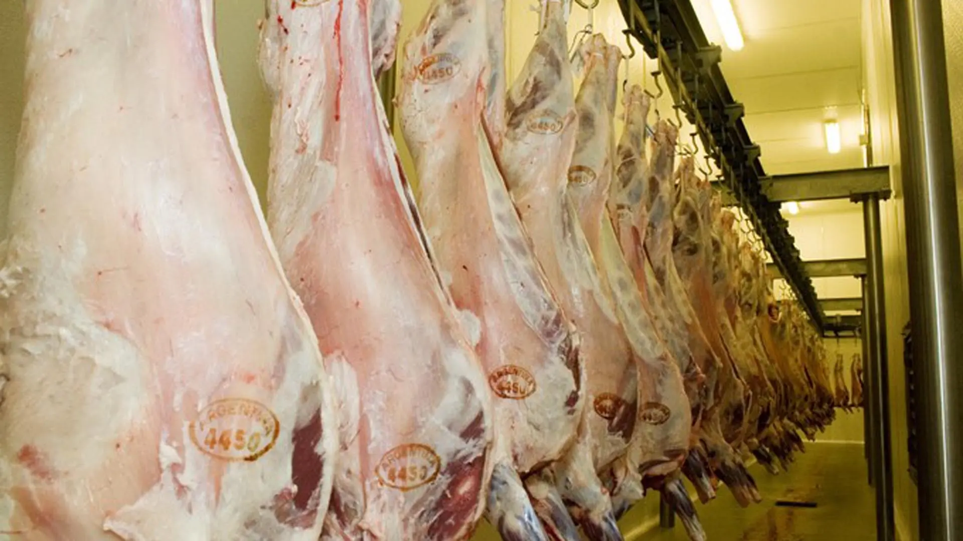Carne de ovino: una opción saludable y versátil - Qué son los cortes en ovinos carne de ovino - Qué son los cortes en ovinos