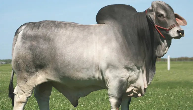 carne de brahman - Qué tal es el ganado Brahman