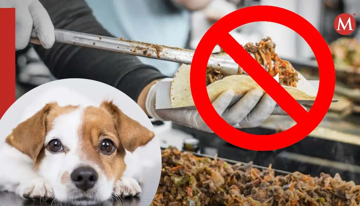 belmonte carne de perro - Qué tan buena es la carne de perro