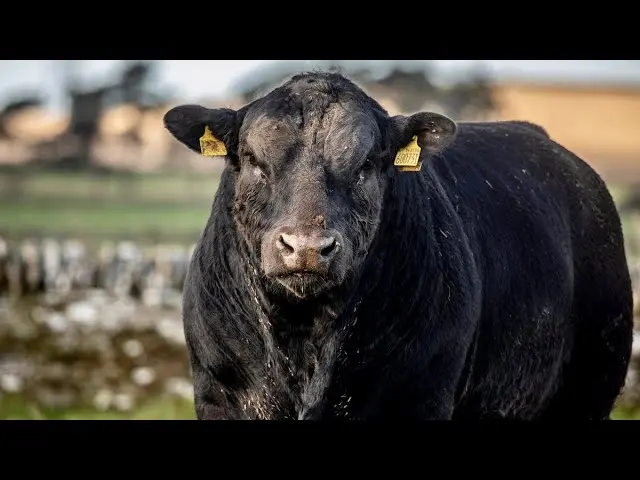 carne de kobe vaca - Qué tipo de carne es Kobe
