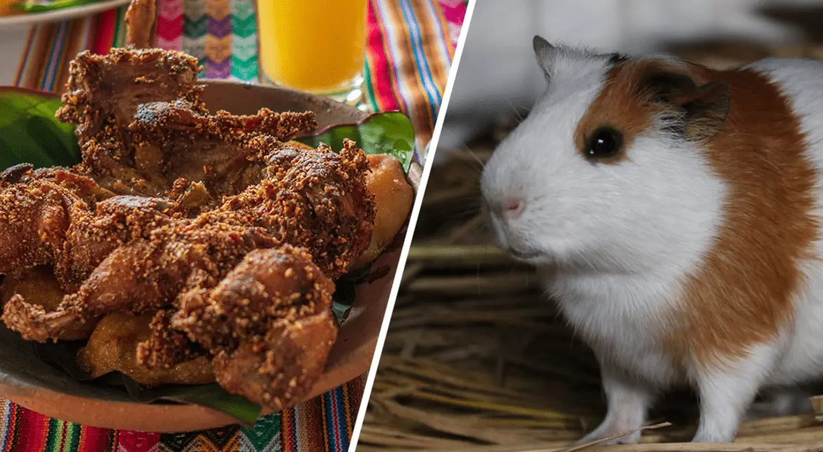 carne de cobaya - Qué tipo de carne es la carne de cuy