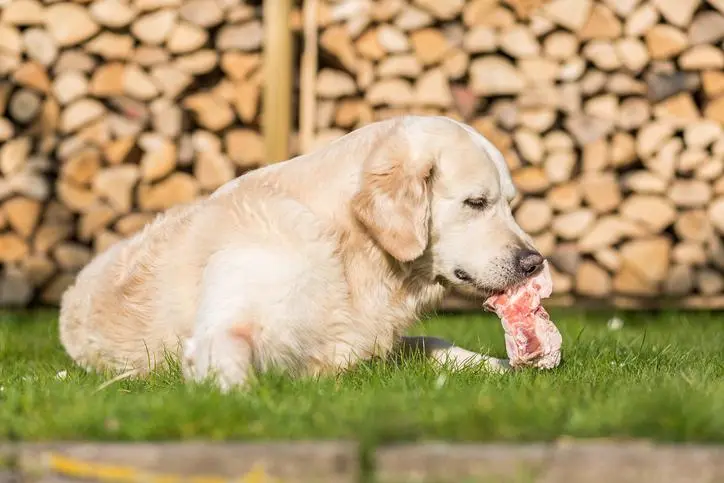 Carne para perros: ¿Cuál es la mejor opción? - Qué tipo de carne es mejor para perros carne para perros - Qué tipo de carne es mejor para perros