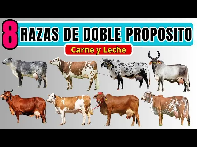 ganado de carne y leche - Qué tipo de ganado se utiliza para la producción de carne y leche